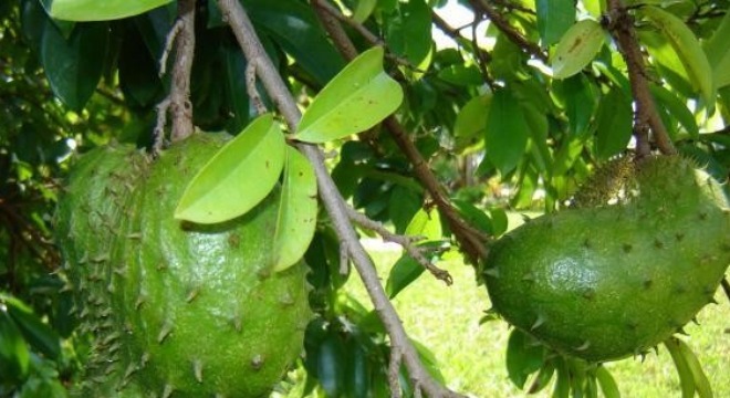 Bài thuốc thần kỳ cứu sống nhiều người bị chó cắn đã phát dại